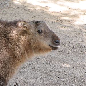 Young Sichuan Takin