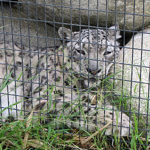 Snow Leopard