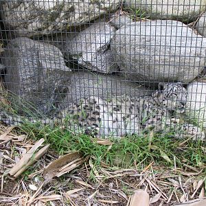 Snow Leopard