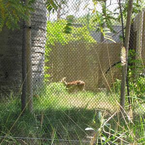 Chinese Water Deer