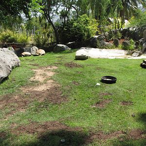 Aldabra Tortoise Exhibit