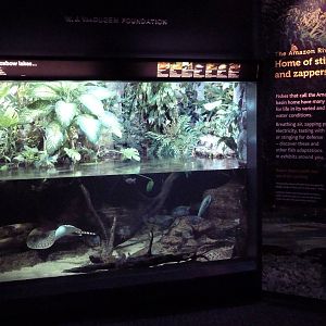 Amazon Exhibit
