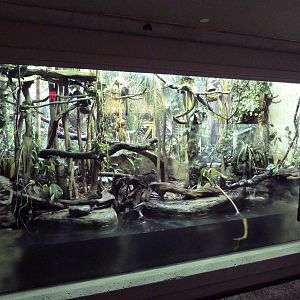 Goeldi's Marmoset Exhibit (New Species In 2011)