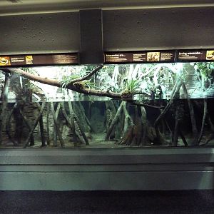Anaconda Exhibit