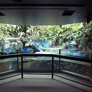 Yacare Caiman/Amazon Fish Exhibit