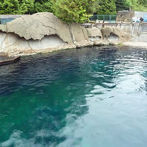 Steller's Sea Lion/Harbour Seal Exhibit