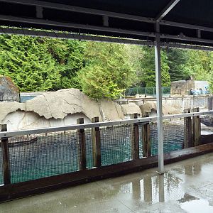 Steller's Sea Lion/Harbour Seal Exhibit - Viewing Area