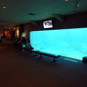 Beluga Whale Exhibit - Underwater Viewing Area