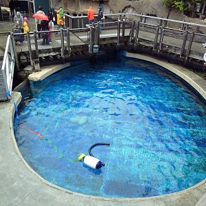 Pacific White-Sided Dolphin Exhibit - Side Pool