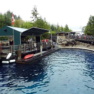 Pacific White-Sided Dolphin Exhibit - Main Pool