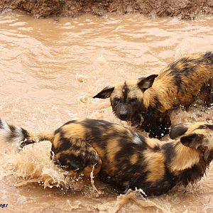 African Hunting Dogs