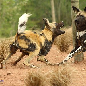 African Hunting Dogs