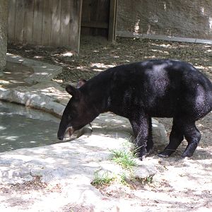 Mountain Tapir