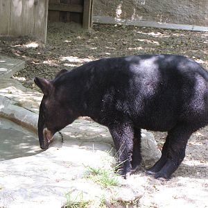 Mountain or Woolly Tapir