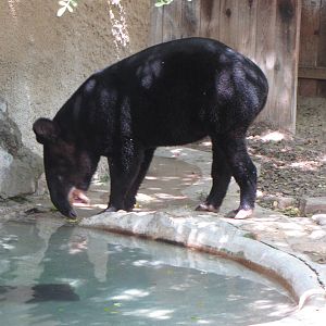 Mountain Tapir
