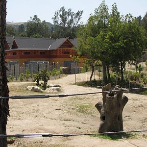 Elephants of Cambodia - Elephants of Asia