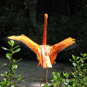 Caribbean Flamingo