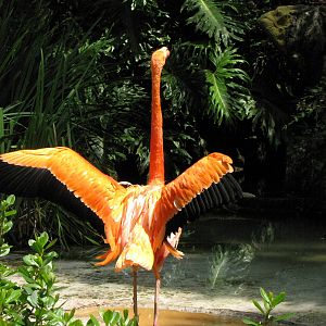 Caribbean Flamingo