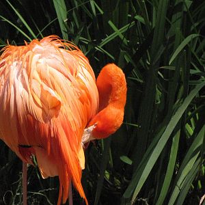 Caribbean Flamingo