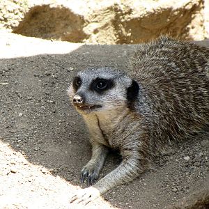 Meerkat