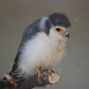 African pygmy-falcon
