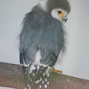 African pygmy-falcon