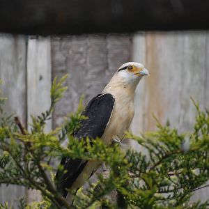 Southern yellow-headed caracara