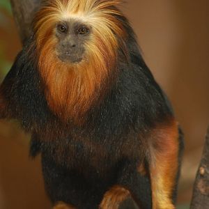 Golden-headed tamarin