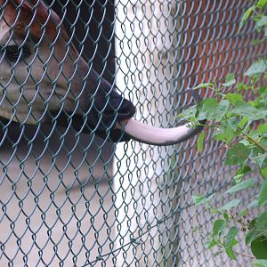 Okapi Tongue