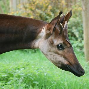 Okapi