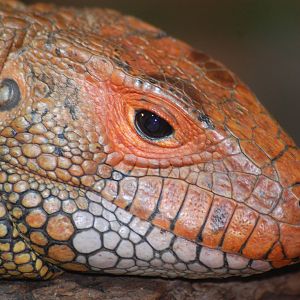 Caiman lizard