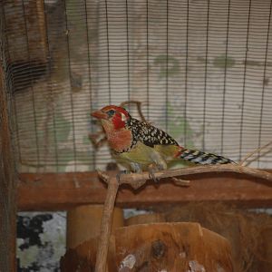 Red-and-yellow barbet