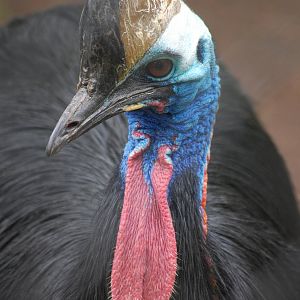 Double-wattled Cassowary