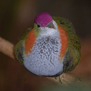 Male Superb fruit-dove