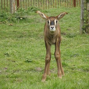 Roan antelope calf..