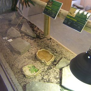 View of Pancake Tortoise and Sudan Uromastyx