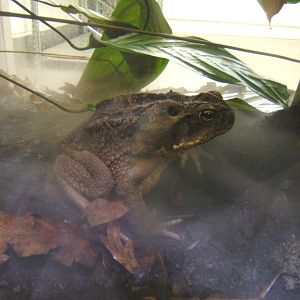 Cane Toad