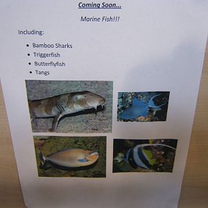 Planned species for the Large Marine Tank