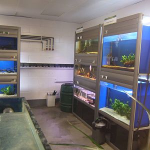 View of Fresh Water Tropical Fish Room