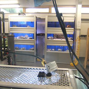 View of the Tropical Marine Room