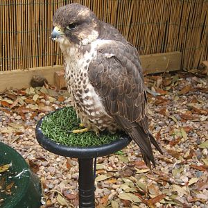 Lakeside Bird of Prey Centre.Peregrine/Saker Falcon Hybrid