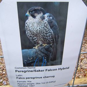 Lakeside Bird of Prey Centre.Peregrine/Saker Falcon Hybrid sign