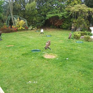 Lakeside Bird of Prey Centre.View