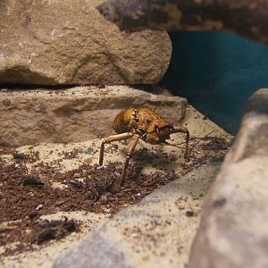 Great Armoured Cricket