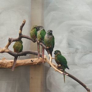 Green Cheeked Conure in the old Macaw Aviary