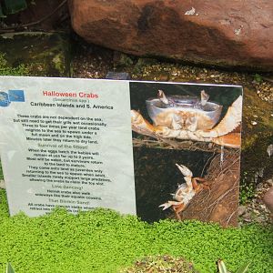 Sign for Halloween Crab