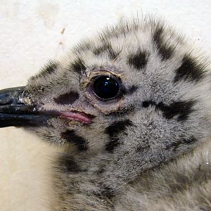 Larus argentatus / Herring gull, pull hatch 05-2011 (21-05-2011)