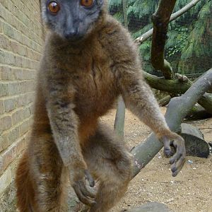 white collared lemur female