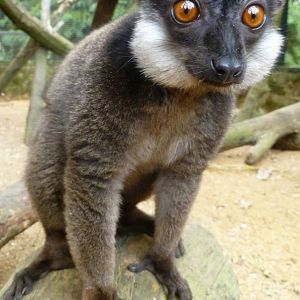white collared lemur male