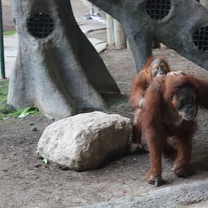 Orangutans